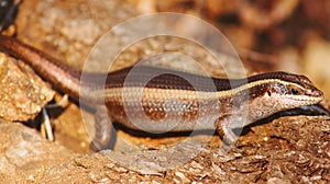 Brown lizzard