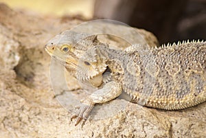 Brown lizzard