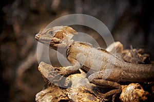 Brown lizzard portrait