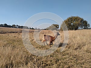 A brown Llama, with a black face, running on a short cut grass walkway, surrounded by brown long grass fields in South Africa