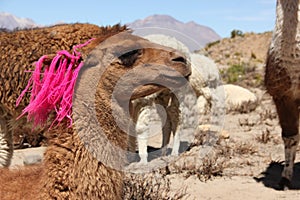 A brown Llama at the Colca Canyon