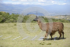 Brown llama on the field. photo