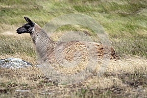 Brown Llama Resting in Natural Grassland Setting