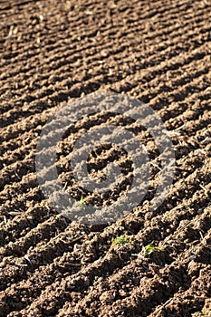 Brown loamy soil photo