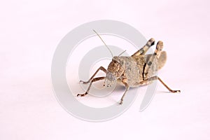 Brown locust
