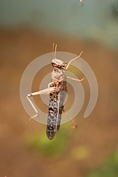 Brown locust, grasshopper wlking on the glass. Close up locust insect