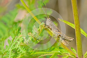 Brown Locust