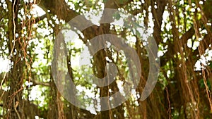 Brown long aerial roots of big Indian banyan tree hanging down in sunlight and wind. Green leaves with yellow fruits and