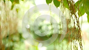 Brown long aerial roots of big Indian banyan tree hanging down in sunlight and wind. Green leaves with yellow fruits and