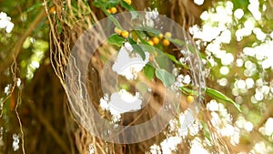 Brown long aerial roots of big Indian banyan tree hanging down in sunlight and wind. Green leaves with yellow fruits and