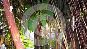 Brown long aerial roots of big Indian banyan tree hanging down in sunlight and wind. Green leaves with yellow fruits and