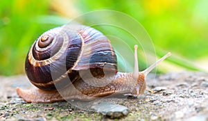 Brown long big snail round shell with stripes and with long horns crawling on the edge of stone