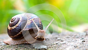 Brown long big snail round shell with stripes and with long horns crawling on the edge of stone