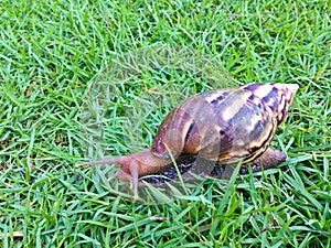 Brown long big snail round shell with stripes and with long horns crawling on the gass