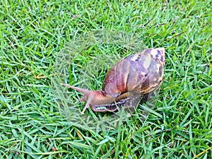 Brown long big snail round shell with stripes and with long horns crawling on the gass