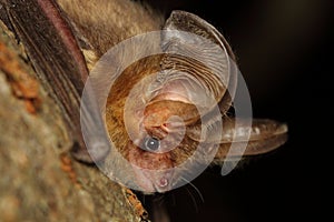 The brown long-eared bat or common long-eared bat (Plecotus auritus) in a natural habitat
