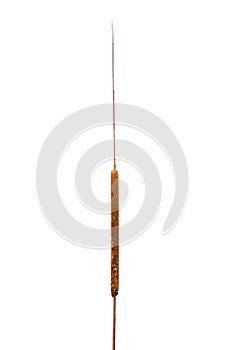 The brown long flower cattail plant Typha isolated on white background.