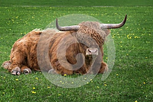Brown long hair highland bull