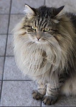 Brown long haired cat of siberian breed