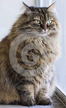 Brown long haired cat of siberian breed