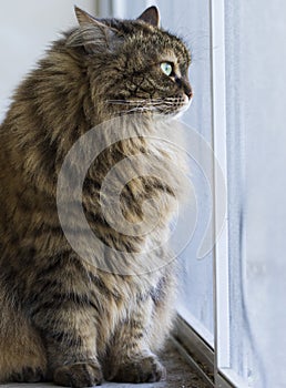 Brown long haired cat of siberian breed