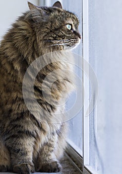 Brown long haired cat of siberian breed