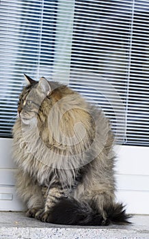 Brown long haired cat of siberian breed