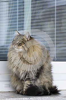 Brown long haired cat of siberian breed