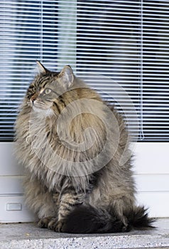 Brown long haired cat of siberian breed