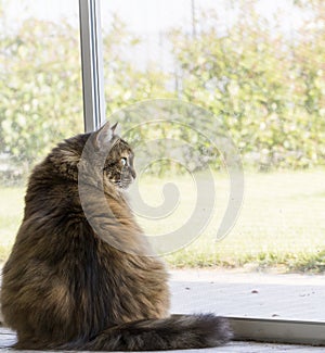 Brown long haired cat of siberian breed