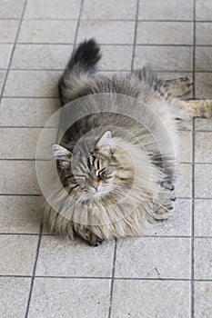 Brown long haired cat of siberian breed