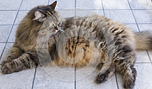 Brown long haired cat of siberian breed female