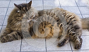 Brown long haired cat of siberian breed female