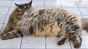 Brown long haired cat of siberian breed female