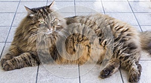 Brown long haired cat of siberian breed female