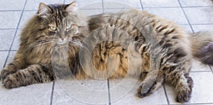 Brown long haired cat of siberian breed female