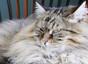 Brown long haired cat of siberian breed male