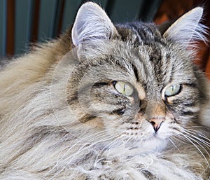 Brown long haired cat of siberian breed male