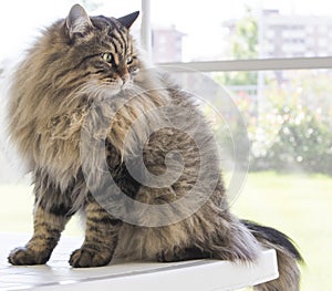 Brown long haired cat of siberian breed male