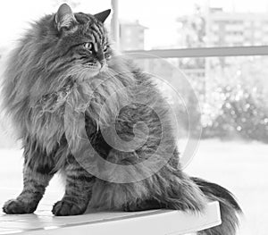 Brown long haired cat of siberian breed male