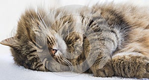 Brown long haired cat of siberian breed sleeping time