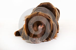 Brown longhaired pointer dog photo