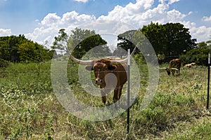 Brown Longhorn bull standing next to wire fence