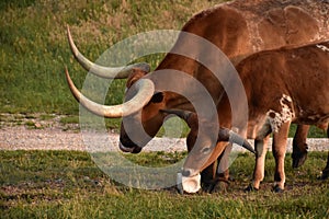 Brown Longhorn Steer with a Baby Licking Salt Lick