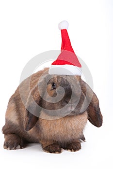 Brown lop eared dwarf rabbit