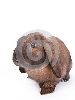 Brown lop eared dwarf rabbit, isolated