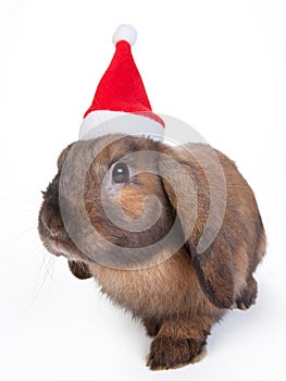 Brown lop eared dwarf rabbit in santa, isolated