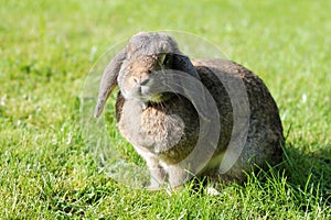 Brown Lop-earred rabbit on spring lawn background. photo