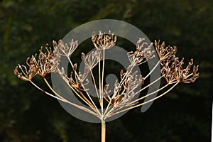 Brown Lovage seeds in a garden in autumn