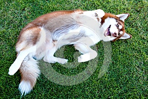 Brown lovely dog lay down on green grass field